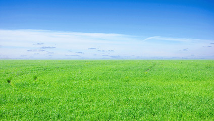 Fototapeta na wymiar background of cloudy sky and grass