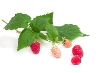 raspberry