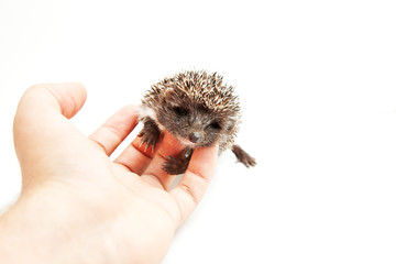 Hedgehog in hand