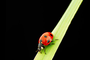 ladybug isolated on black