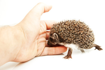 Little hedgedog on white background