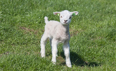 Little lamb in a dutch meadow