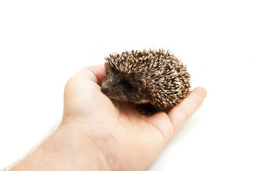 Hedgehog in hand on white backgroung