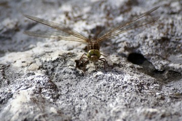 Libellule © LEGOS7365