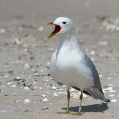 Schreiende Möwe
