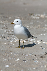 Möwe am Strand