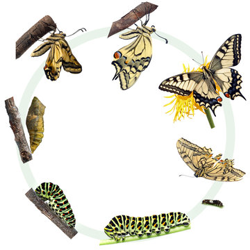 Life cycle of the Swallowtail butterfly