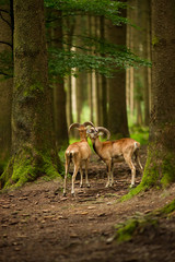 Mufflon Widder