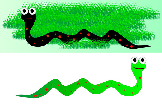 Snake in grass and snake on white background
