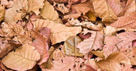A lot of pink  brown and orange dry leaves lying on the ground