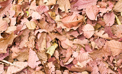 A lot of pink  brown and orange dry leaves lying on the ground