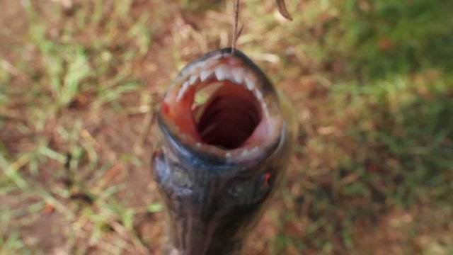Piranha