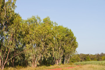 Eucalyptus forest in Thailand, plats for paper industry