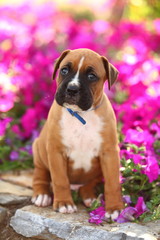 Boxer Puppy Sitting in Front of Flowers