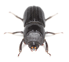 sinodendron cylindricum, rhinoceros beetle isolated