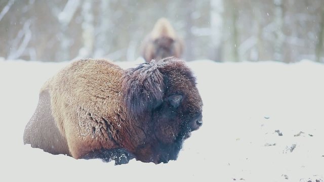 Bison