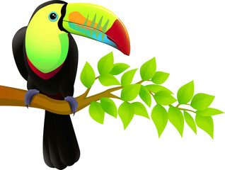 Vector illustration of toucan bird © matamu