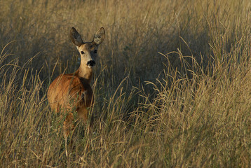 Roebuck capital in the grass