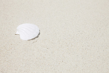 砂浜に落ちた貝がら
