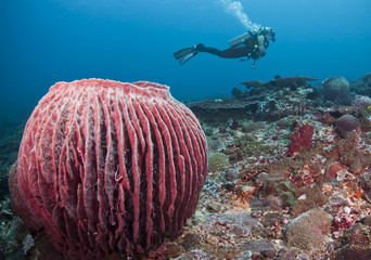 Barrel sponge and diver