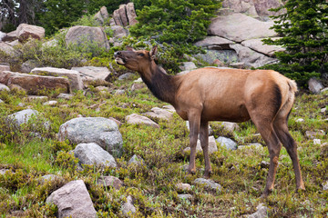 Large Female Elk in Colorado