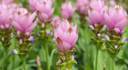 Obraz na płótnie Canvas Pink field of Siam tulip