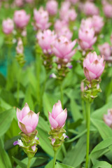 Obraz na płótnie Canvas Pink field of Siam tulip