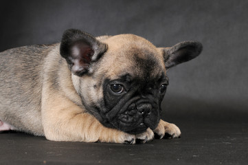 Obraz premium BOULEDOGUE FRANCESE