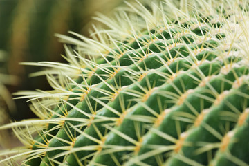 Naklejka na ściany i meble cactus close up