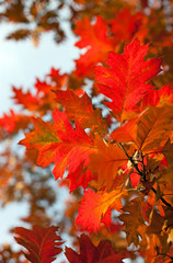 Autumn leaves against sky
