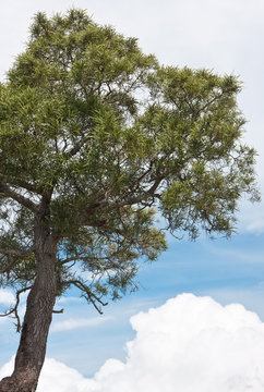 tamarin des hauts, acacia heterophylla