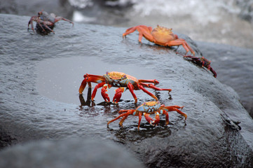 Red lightfoot crabs on black stone, Galapagos.