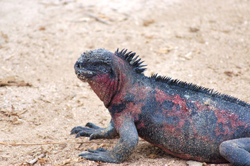 Marine Iguana, Galapagos.