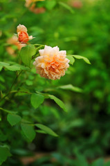 オレンジ色のバラ