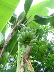 Banana fruit on plant, Thailand
