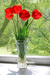 tulip in vase