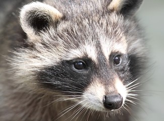 face de raton laveur