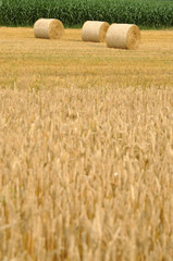 Fototapeta premium Bales