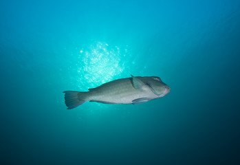 Fototapeta premium Bumphead Parrotfish