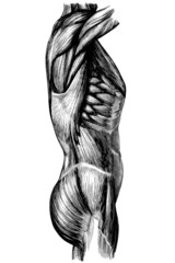 Muskeln_Oberkoerper_rechts