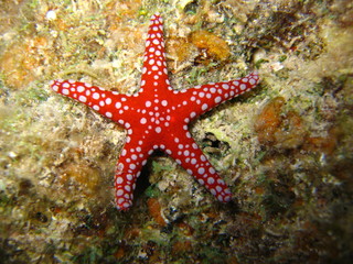 Fototapeta premium Seestern