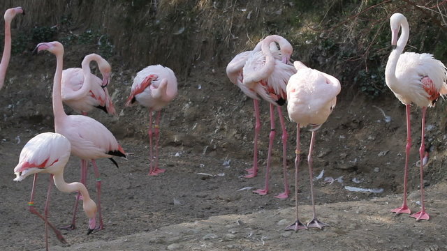 Flamingos