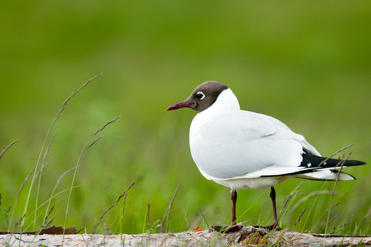 Black-headed Gull