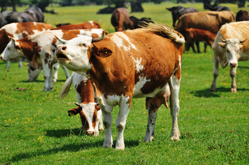 bull on pasture,