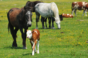 calf on pasture
