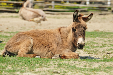 Fototapeta premium donkeys in the pasture
