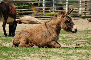 donkeys in the pasture