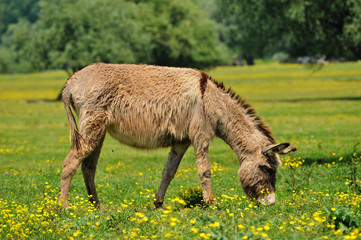 donkeys in the pasture