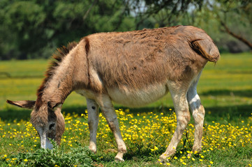 donkeys in the pasture