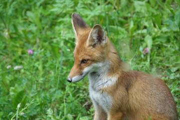 fox лиса